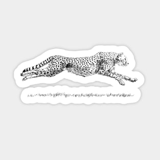 Leopard Sticker